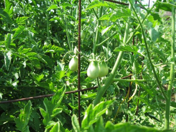 Black Plum Tomatoes