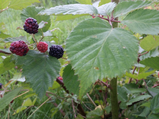 Blackberries – A Nutritious Summer Treat…And Great For Later Too