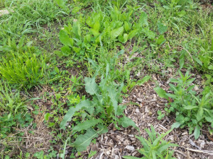 Curly Dock Plantain Others