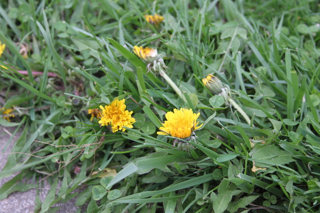Dandelions:  Love Them Or Hate Them?