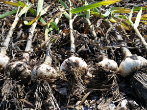 Freshly harvested garlic