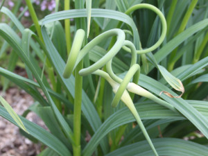 Garlic Scapes upclose