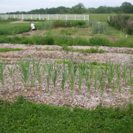 garlic garden