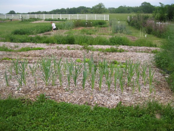 garlic garden