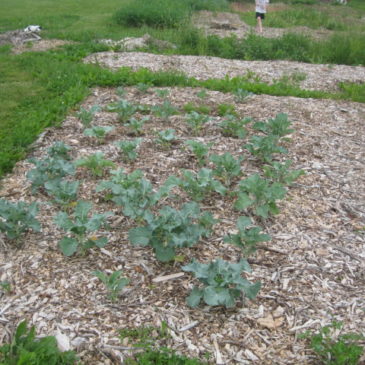 broccoli garden