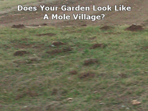 Mole Village