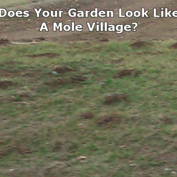 Controlling Moles In Your Garden and Lawn