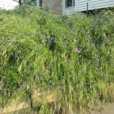 Rye and Vetch bed