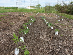 Tomatoes transplants