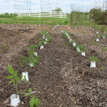 Top 10 Tomato Growing Tips