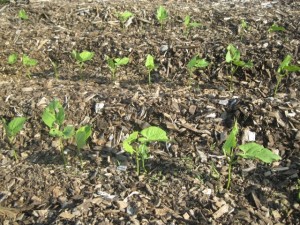 beans in woodchips