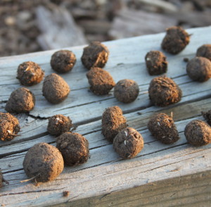 clay seed balls