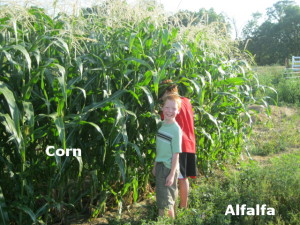 corn and alfalfa together