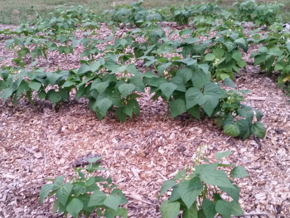 fall green bean patch