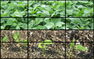 green bean grid