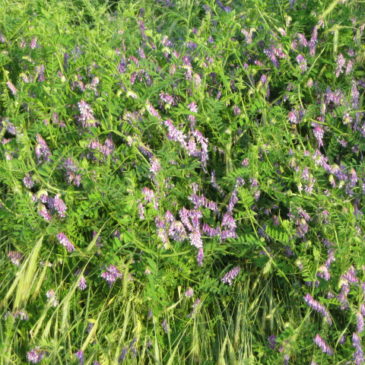 hairy vetch up close