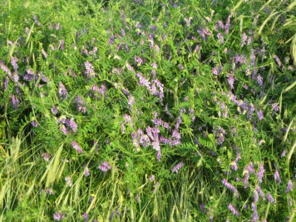 hairy vetch up close