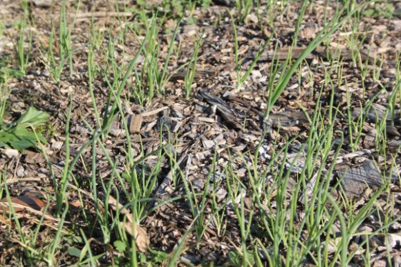 onion seedlings