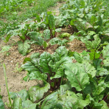 Beet Bed 3