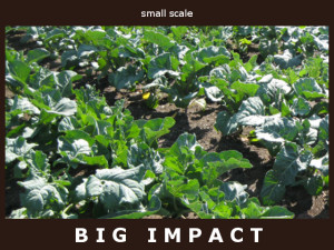 small scale - big impact