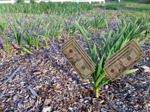 specialty cash crops