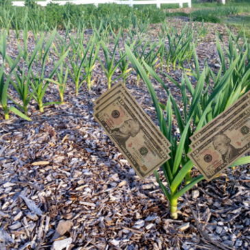 Turn Your Backyard Garden Into Dollars