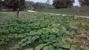 squash patch